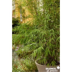 FARGESIA angustissima FF...