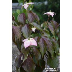 CORNUS kousa 'Copacabana'...