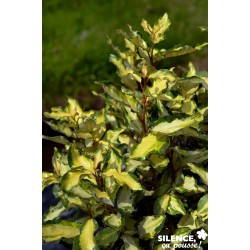 ELAEAGNUS submacrophylla...