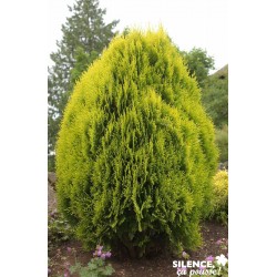 THUJA orientalis 'Aurea...