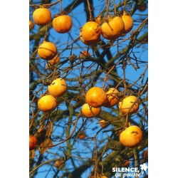 KAKI 'Fuyu' FF ½TG C15L