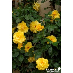 ROSIER GPT-GF 'Madame...