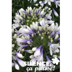 AGAPANTHUS Twister® FF C2L