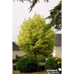 ACER platanoides...