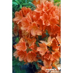 AZALEA mollis 'Doctor...