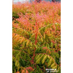 KOELREUTERIA paniculata...