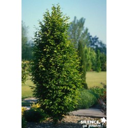 CARPINUS betulus...