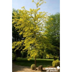 GLEDITSIA triacanthos...