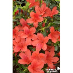 AZALEA japonica 'Orange...