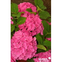HYDRANGEA macrophylla...