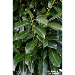 PRUNUS laurocerasus...