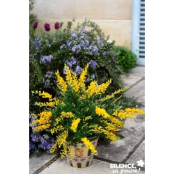 CYTISUS racemosus 'Phebus'...