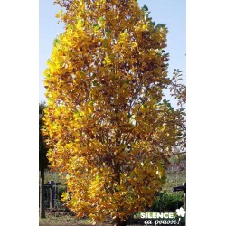 LIRIODENDRON tulipifera...
