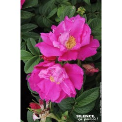 ROSIER rugosa Angelia®...