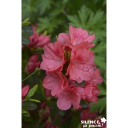AZALEA japonica Flash...