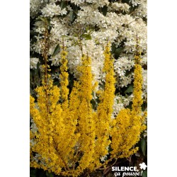 FORSYTHIA intermedia...