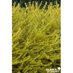 FORSYTHIA Maree d'Or®...
