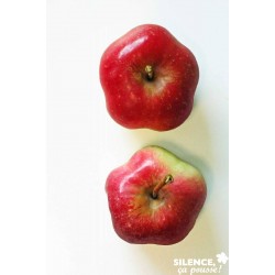 POMMIER 'Api Etoile' FF GOB...