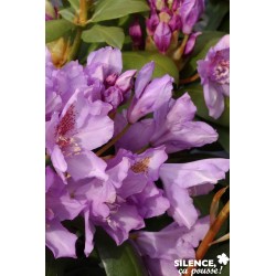 RHODODENDRON hybride...