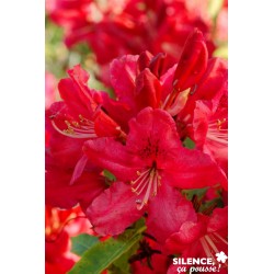 RHODODENDRON hybride 'Hugh...