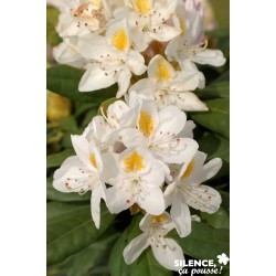 RHODODENDRON hybride...