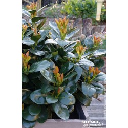 PRUNUS laurocerasus...