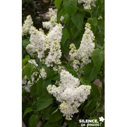 SYRINGA vulgaris 'Madame...