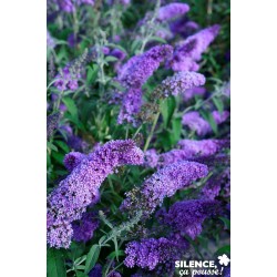 BUDDLEJA davidii Reve de...