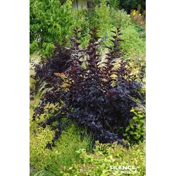 PHYSOCARPUS opulifolius...