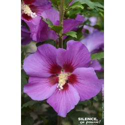 HIBISCUS syriacus Russian...