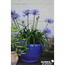 AGAPANTHUS Pitchoune®...