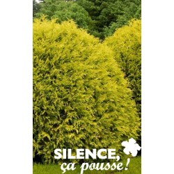 THUJA occidentalis 'Mirjam'...