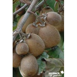 KIWI autofertile Solissimo®...