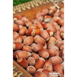 NOISETIER 'Longue...