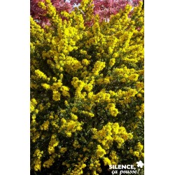 GENISTA 'Porlock' FF 40/60...