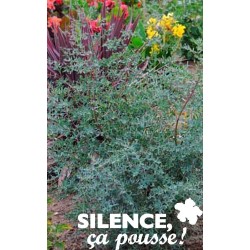 EUCALYPTUS gunnii France...