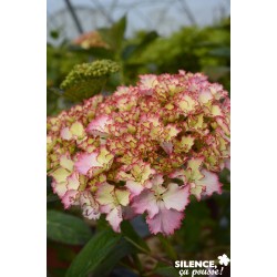 HYDRANGEA macrophylla So...