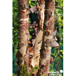 BETULA nigra 'Heritage' FF...