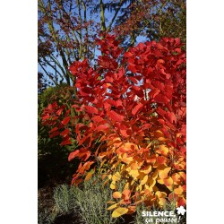 COTINUS coggygria...
