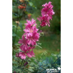 LAVATERA 'Burgundy Wine' FF...