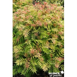 SORBARIA sorbifolia 'Sem'...