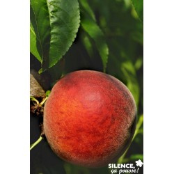 PECHER 'Dixired' FF ½TG C15L