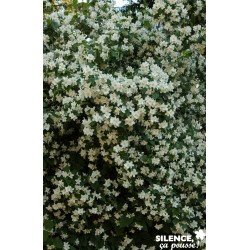 PHILADELPHUS coronarius FF...