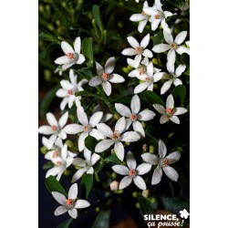 PHILOTHECA myoporoides FF...