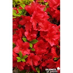 AZALEA japonica 'Arabesk'...