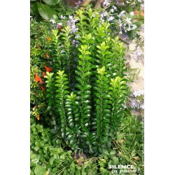 EUONYMUS 'Benkomoki' FF...