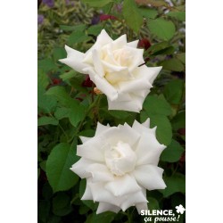 ROSIER GF Pape Jean Paul...