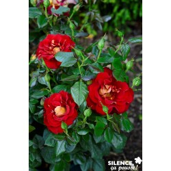 ROSIER GF Ketchup And...