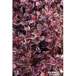 LOPHOMYRTUS ralphii 'Magic...
