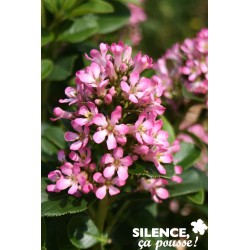 ESCALLONIA laevis 'Pink...